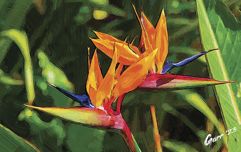 Aves del Paraíso / Birds of Paradise